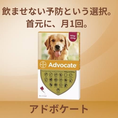 アドボケート